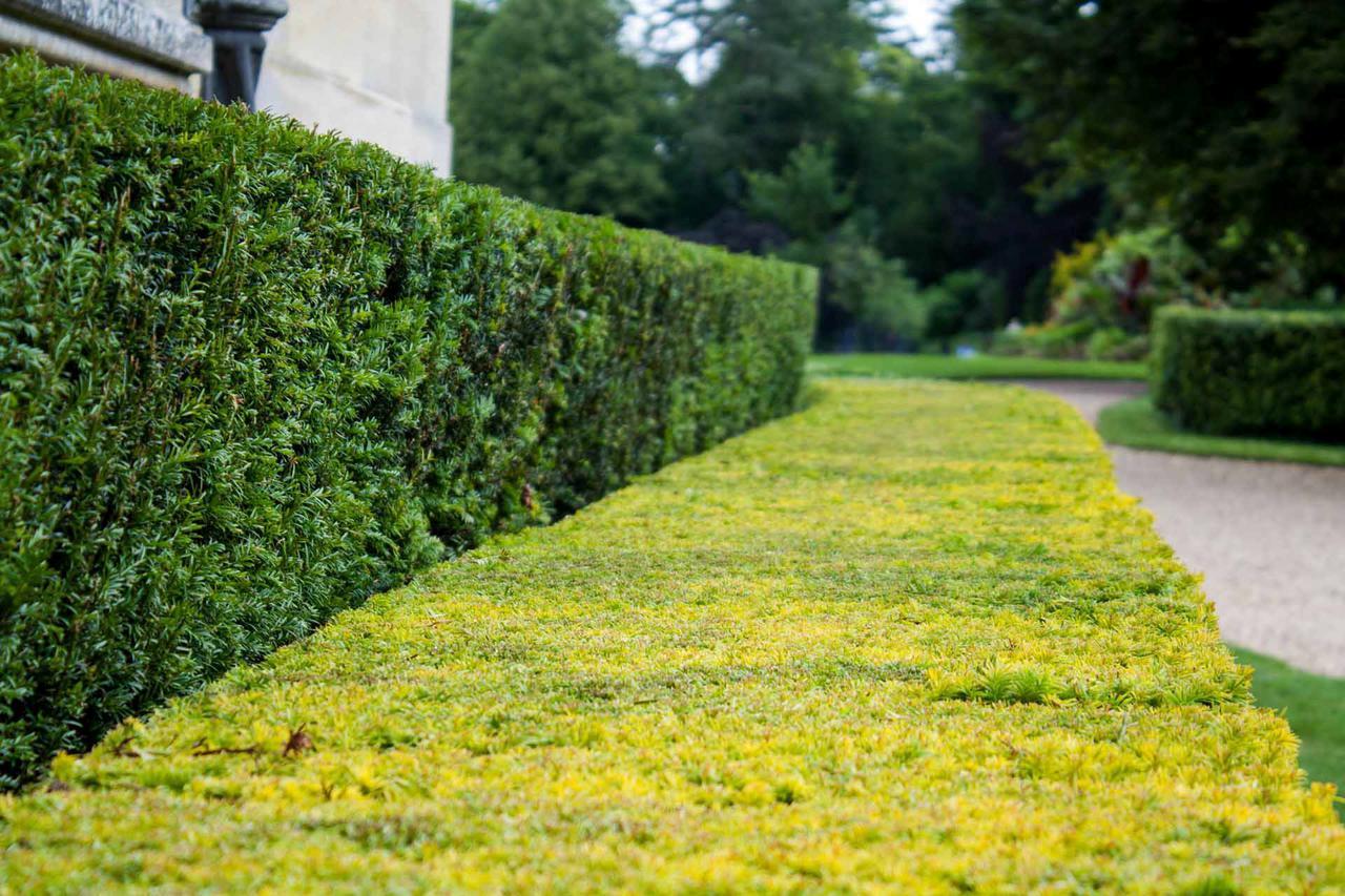 Топ-6 лучших растений для живой изгороди