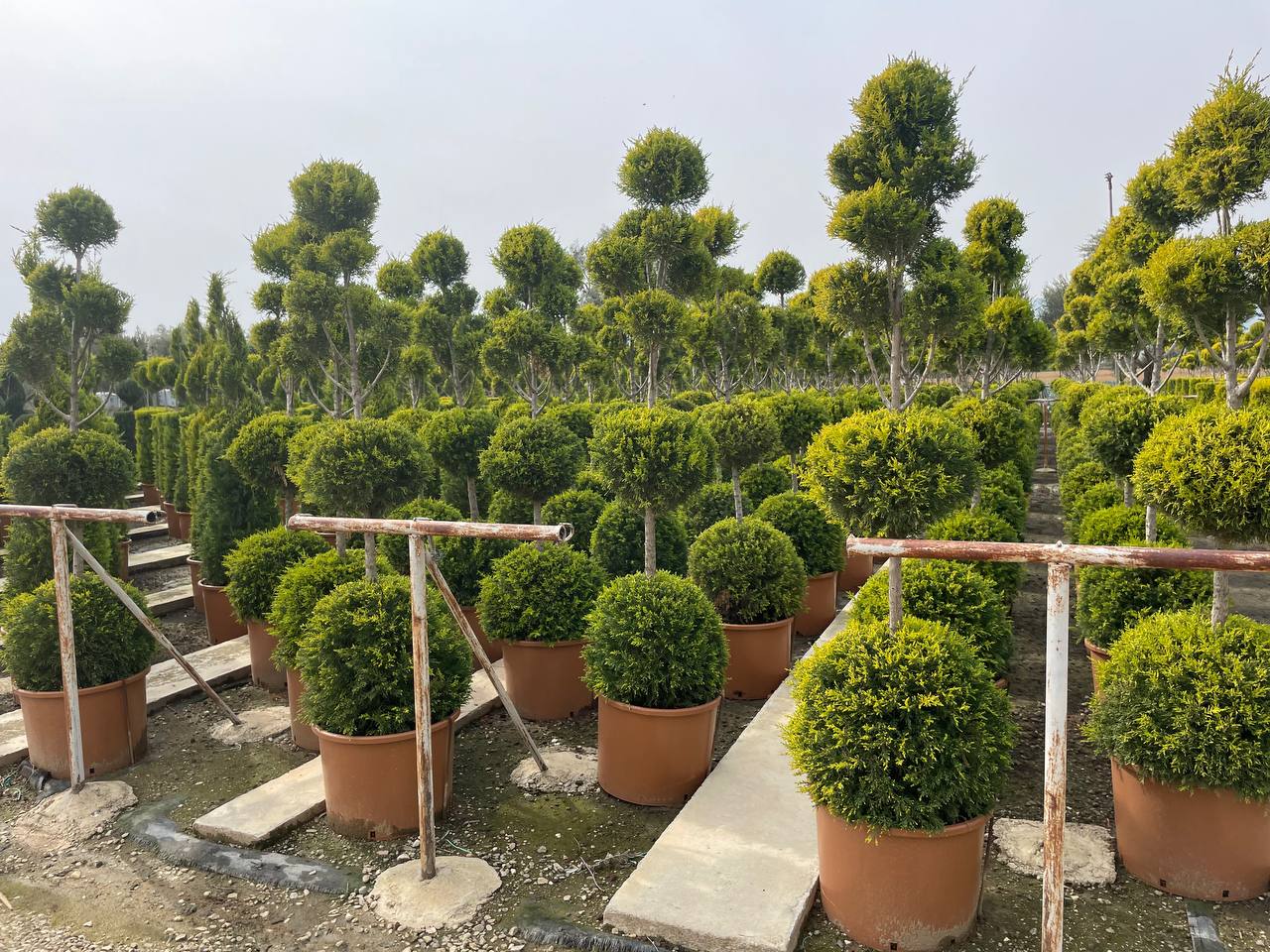 Эксклюзив от "Сад Краснодар" - саженцы экзотических форм