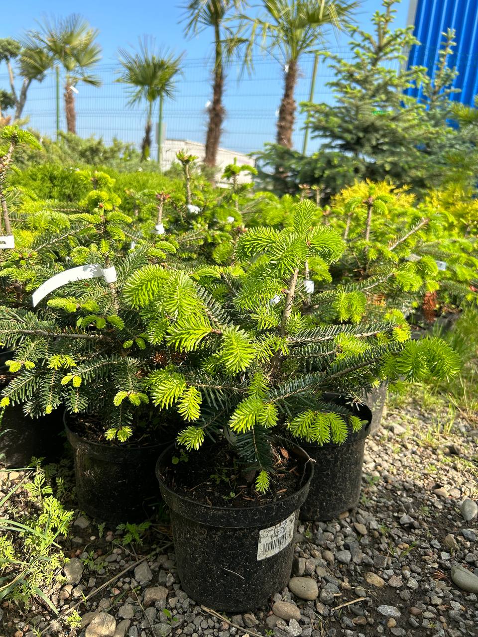 Первая партия саженцев хвойных растений в 2023 году - "Сад Краснодар"