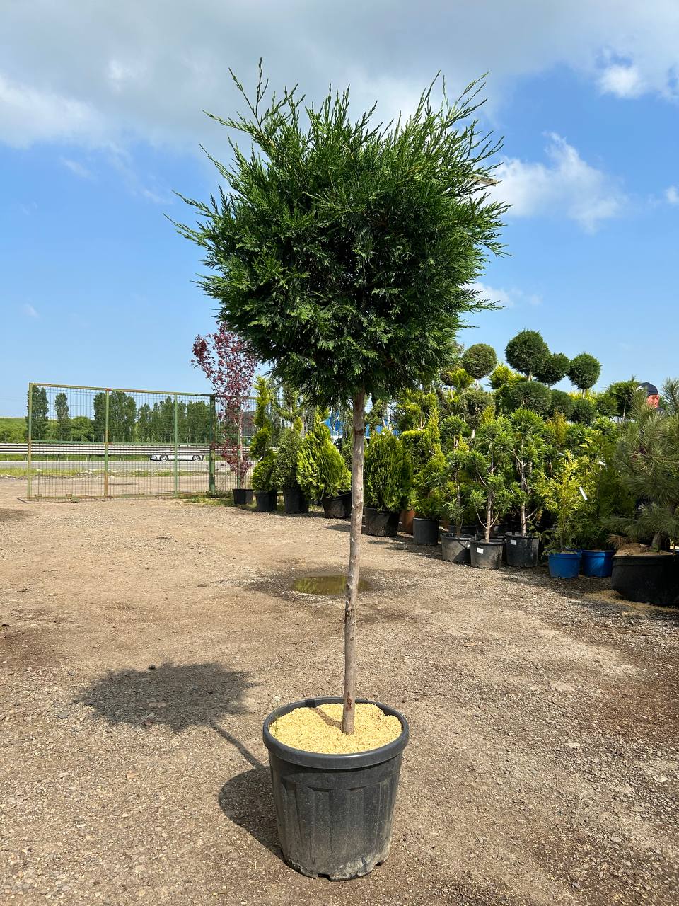 Уникальные саженцы на штамбе от питомника "Сад Краснодар"